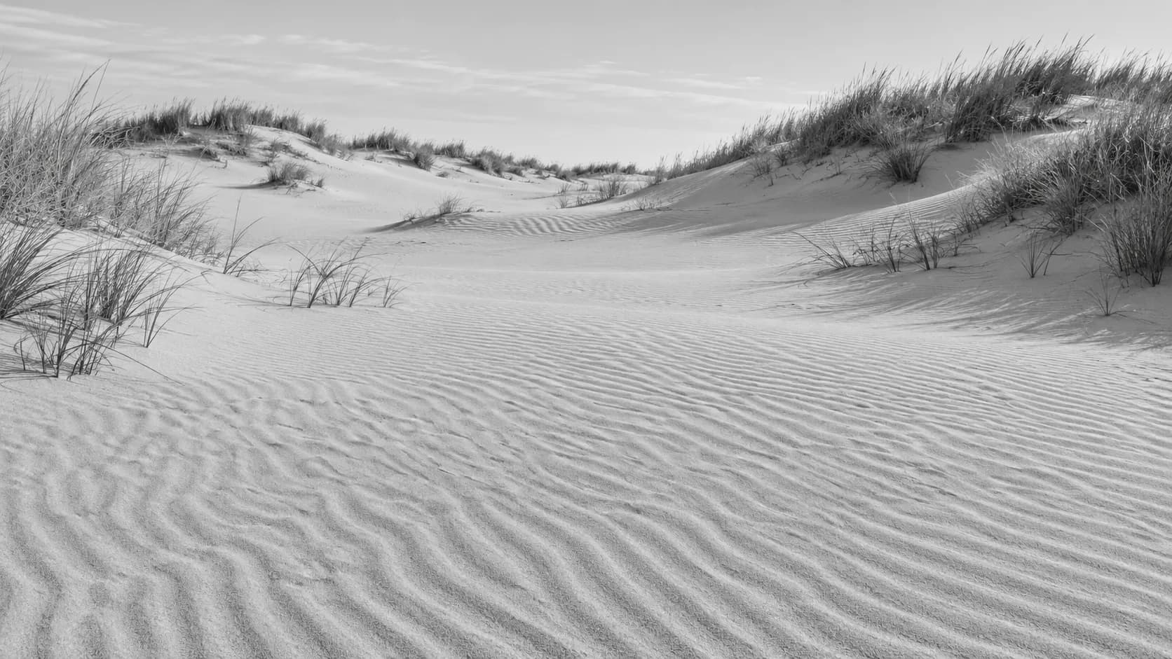 Dunes côtières sculptées par le vent et oyats, photographiées en noir et blanc.